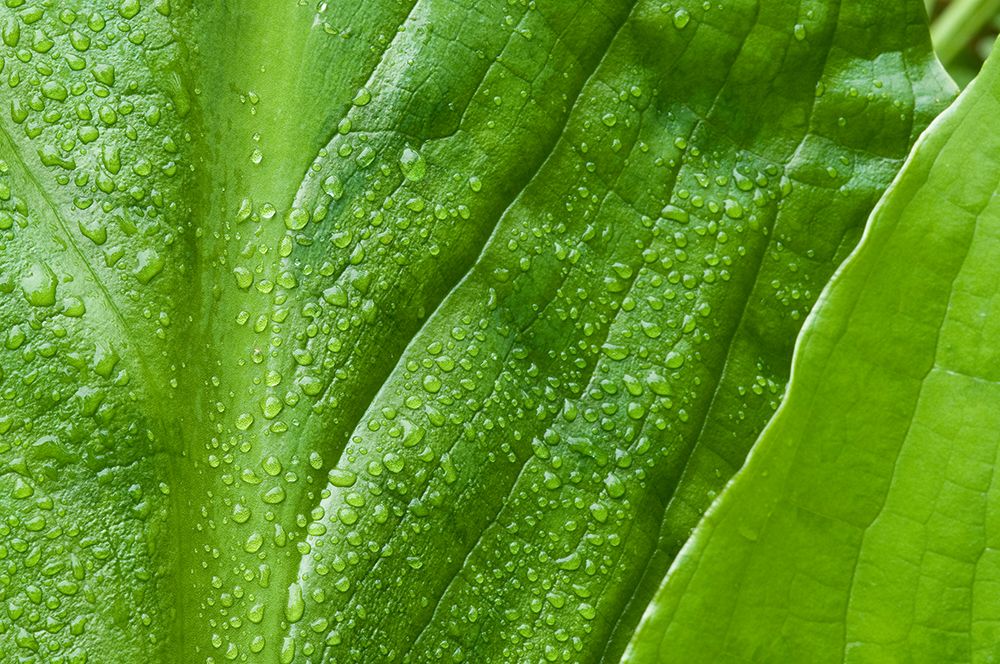 Alaska rainforest-raindrops glisten on these huge skunk cabbage leaves art print by Betty Sederquist for $57.95 CAD